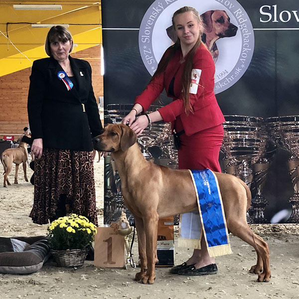 LA Chilly — champion Rhodesian Ridgeback