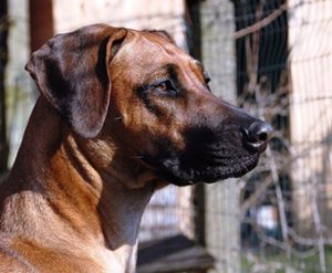 Dice Rhodesian Ridgeback