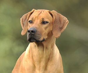 Kela Rhodesian Ridgeback