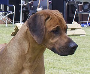 Mak Rhodesian Ridgeback