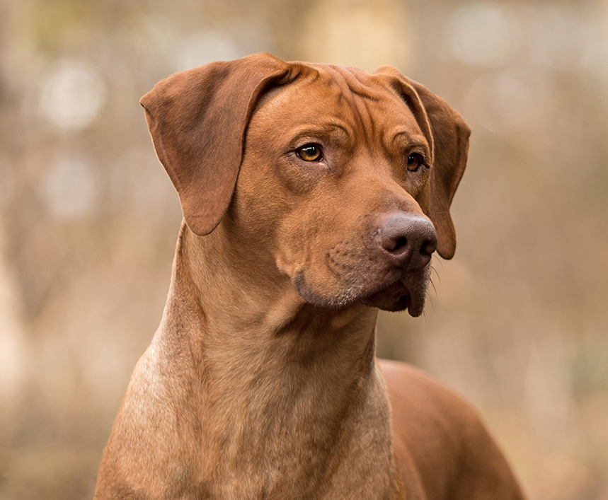 memphis_rhodesian