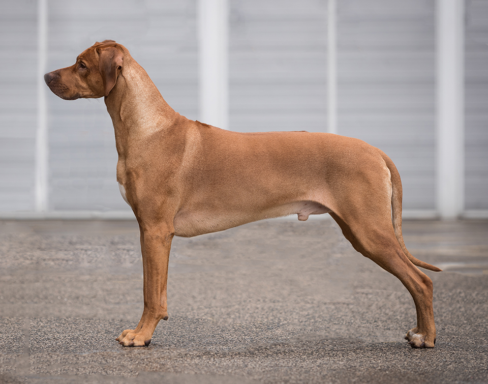 memphis_standing