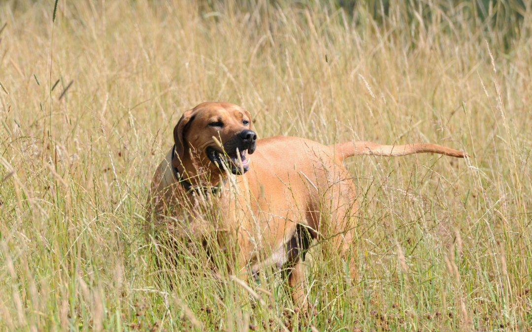 Things To Know About Rhodesian Ridgeback